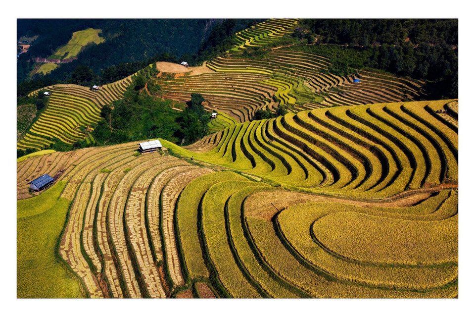 从高看下是一望无际的金色海洋。越通社记者杜俊英 摄