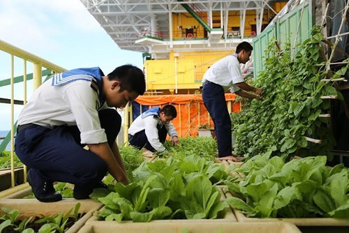 DK1海上高脚屋官兵种植绿色蔬菜，为过年做好准备。（图片来源：越南《人民军队报》）