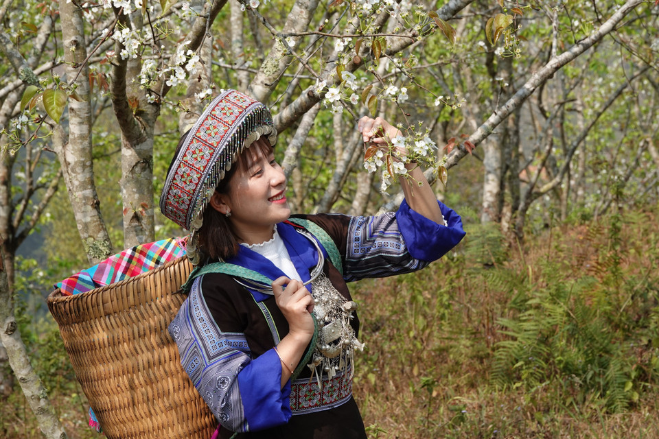 梨花盛放就是游客前来游览赏花的最佳时节。图自越通社