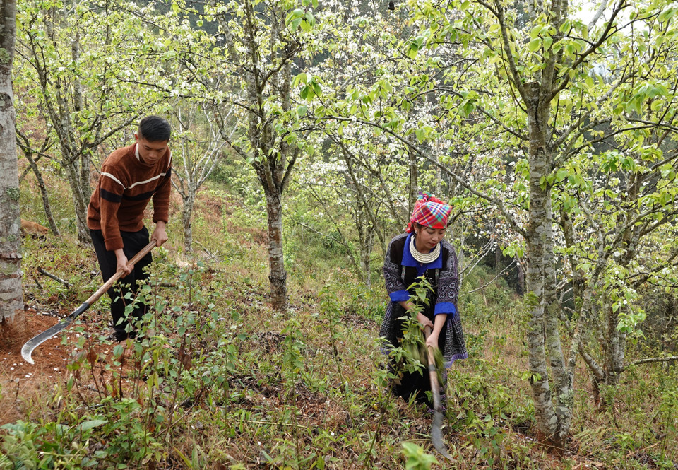 目前，安沛省木江界县冯㳥乡开展了多个梨花种植模式，带来较高的经济效益。图自越通社