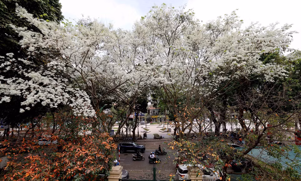 黄檀花竞相盛开白如雪，河内街景浪漫美如画。图自越通社