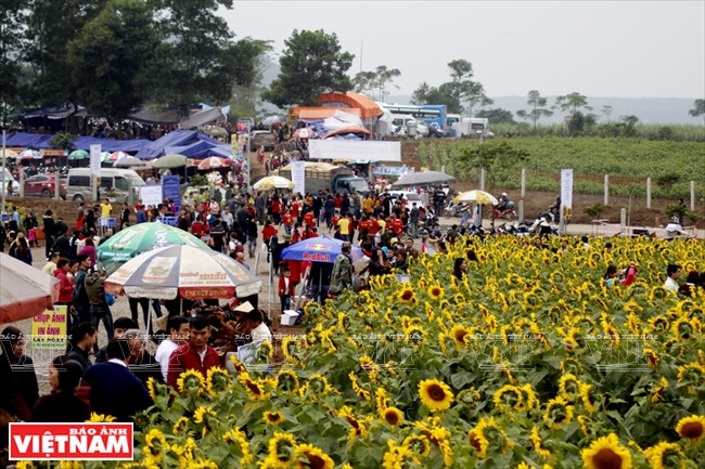 年底举办的“向日葵花节”吸引众多游客（图片来源：越通社）