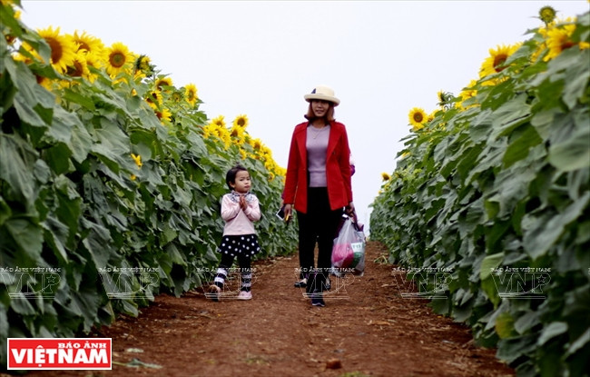 在“葵花天堂”拍照的游客（图片来源：越通社）