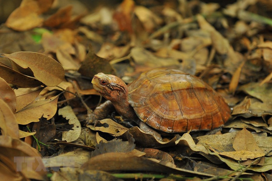 在菊芳龟类保护中心半野生饲养的锯缘闭壳龟。越通社记者 明德 摄。