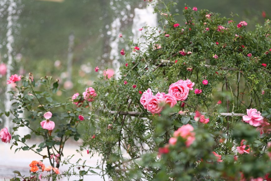 欣赏玫瑰美景的最佳时间应该是清晨。图自越通社