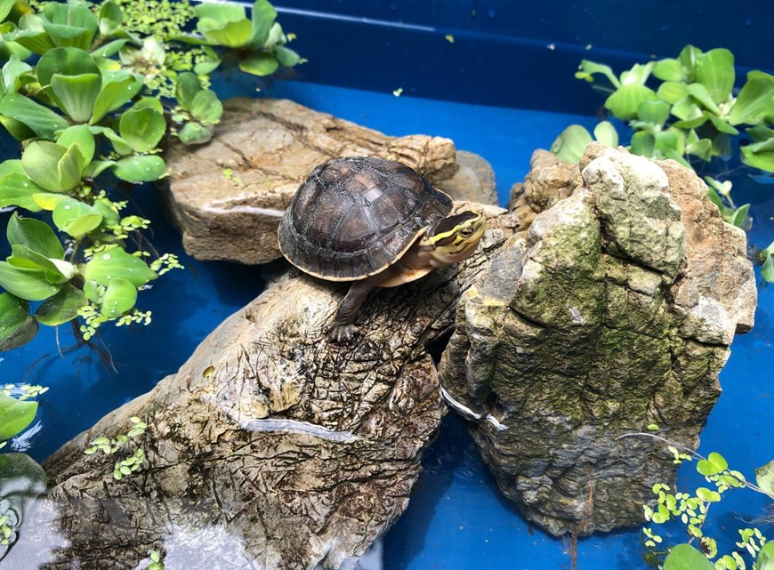 在菊芳龟类保护中心出生的小龟。越通社记者 明德 摄。