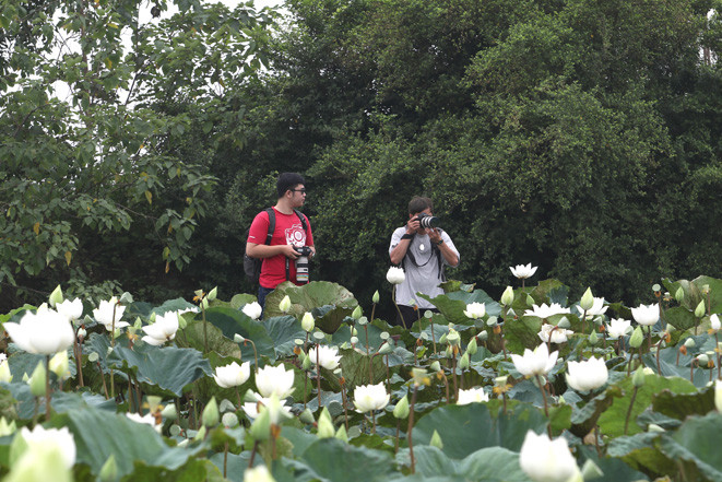 白色荷花成为许多摄影师的创作灵感。越通社记者 黎富 摄
