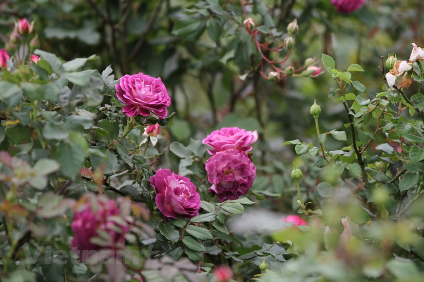 美丽的玫瑰花让游客驻足观看。图自越通社