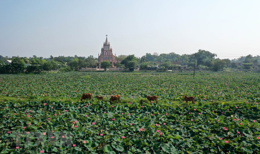 池里的荷花有的含苞待放，有的张开了两三片花瓣，有的全部盛开。越通社记者 胡求 摄