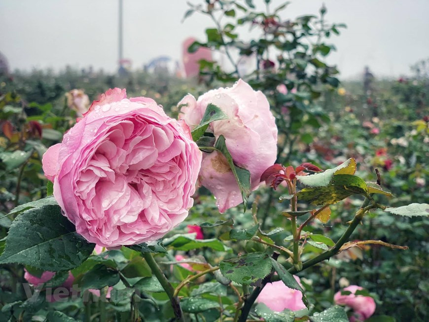由于这里的土壤条件不太适合种植玫瑰，因此，用于栽培玫瑰的土地都是从山下运送过来的。另一方面，山谷的地表排水不畅，因此下大雨时，工作人员必须轮流照看玫瑰。图自越通社