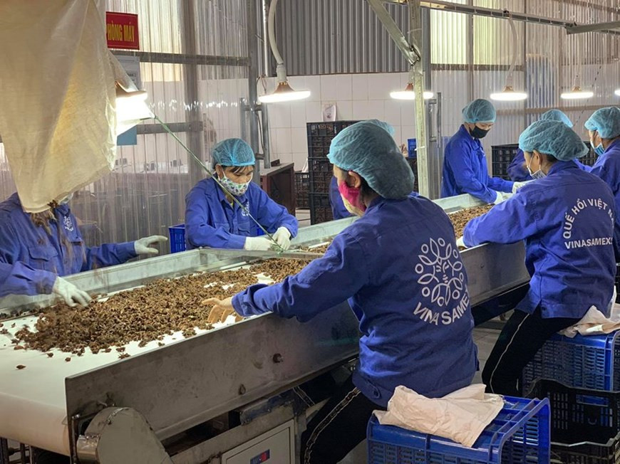 疫情初期，输往韩国和日本的订单数量大幅增加。（图自越通社）