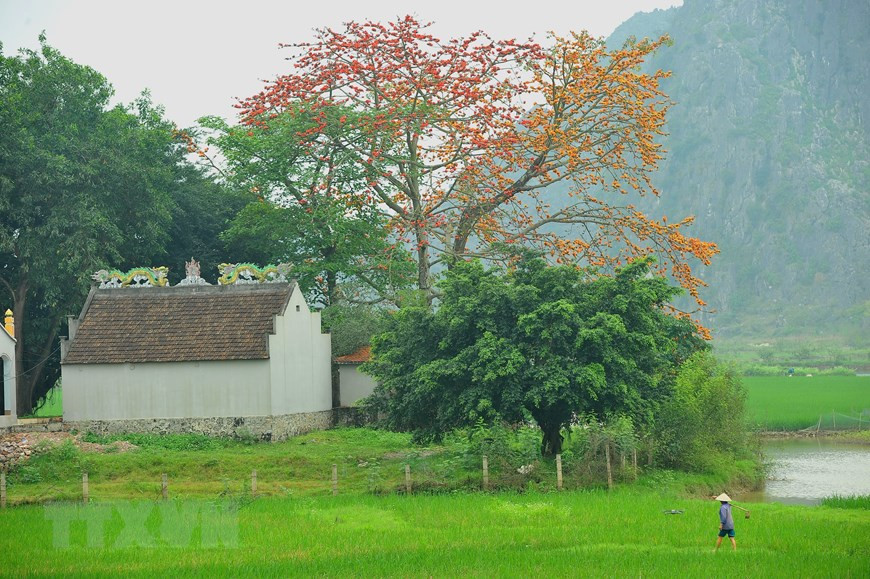 木棉树成为越南乡村十分熟悉的树木之一，与乡村景物密切相连。（越通社记者明德 摄）