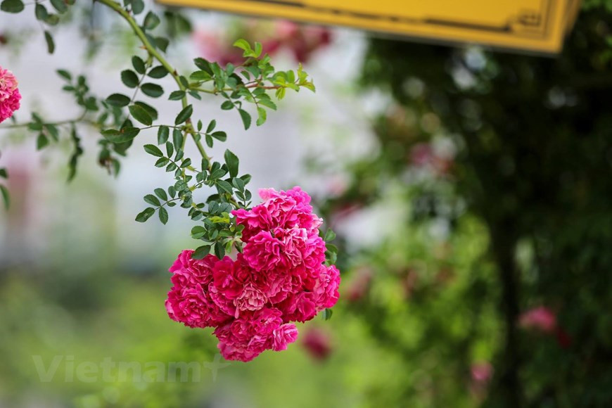 为了建造越南最大玫瑰谷，太阳世界番西邦山传奇旅游区的数百名员工需要日夜照顾玫瑰。图自越通社