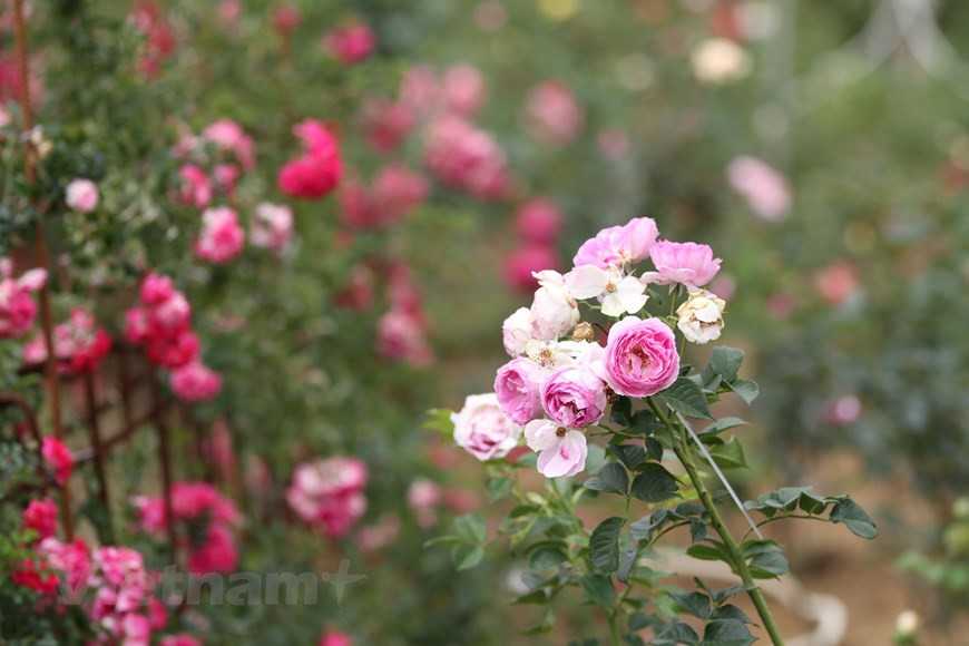 在玫瑰谷，游客还可以欣赏从英国、法国、日本进口的玫瑰花种，如厄瓜多尔玫瑰、世界最贵的玫瑰花——朱丽叶玫瑰、黑巴卡拉玫瑰等。图自越通社