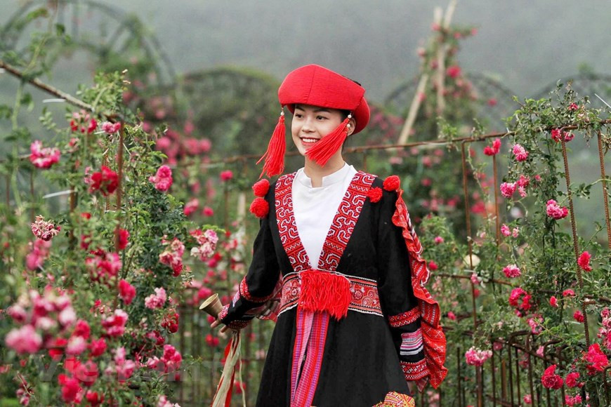 爬藤玫瑰品种源于欧洲，由法国人带过来种植。图自越通社