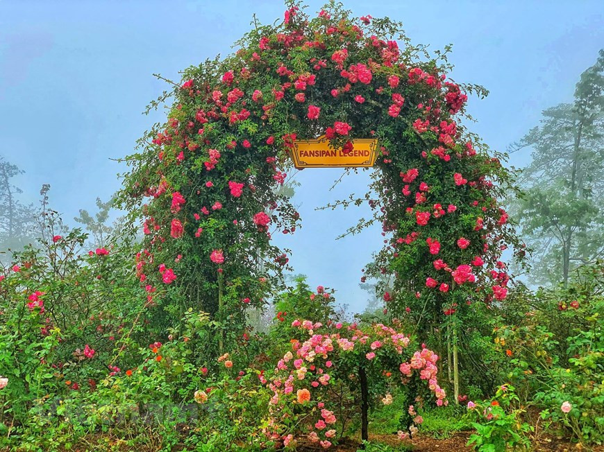 爬藤玫瑰的花朵直径约2到3厘米，花开成簇，非常漂亮。图自越通社