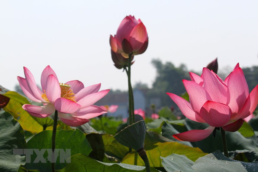 广治省海陵县的荷花盛开，构成乡村的美景。越通社记者 胡求 摄
