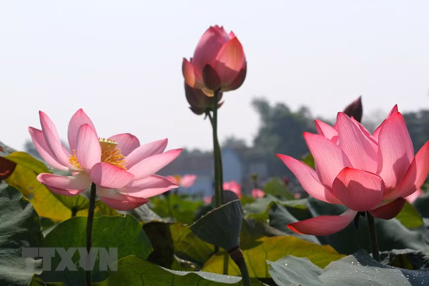广治省海陵县的荷花盛开，构成乡村的美景。越通社记者 胡求 摄