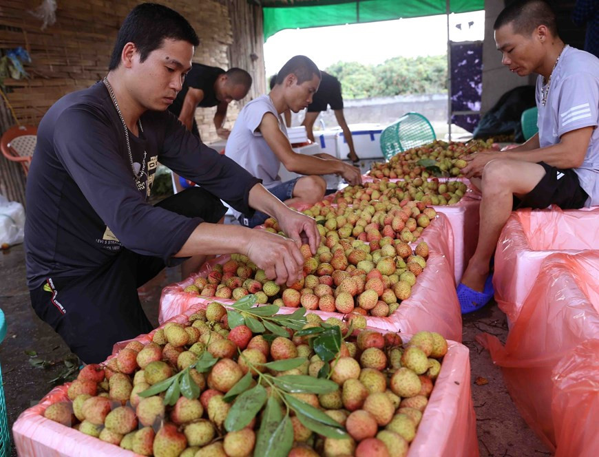 在青光乡的一些荔枝加工厂，员工把荔枝放在泡沫盒里。越通社记者 武生 摄