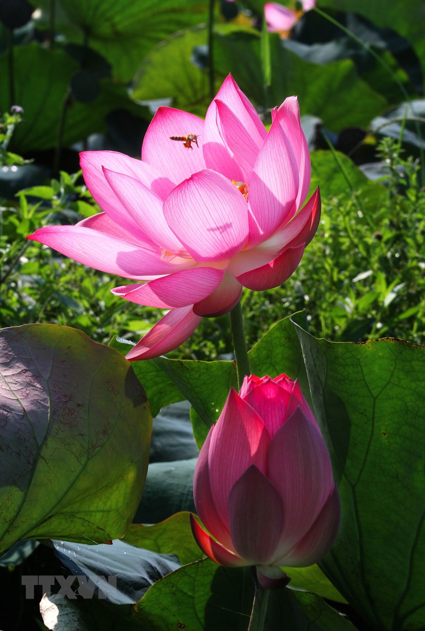 在风中颤动的荷花像披着轻纱跳舞的少女。越通社记者 胡求 摄