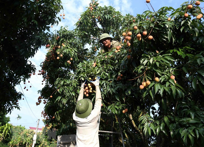 果农兴高采烈收获荔枝。越通社记者 武生 摄