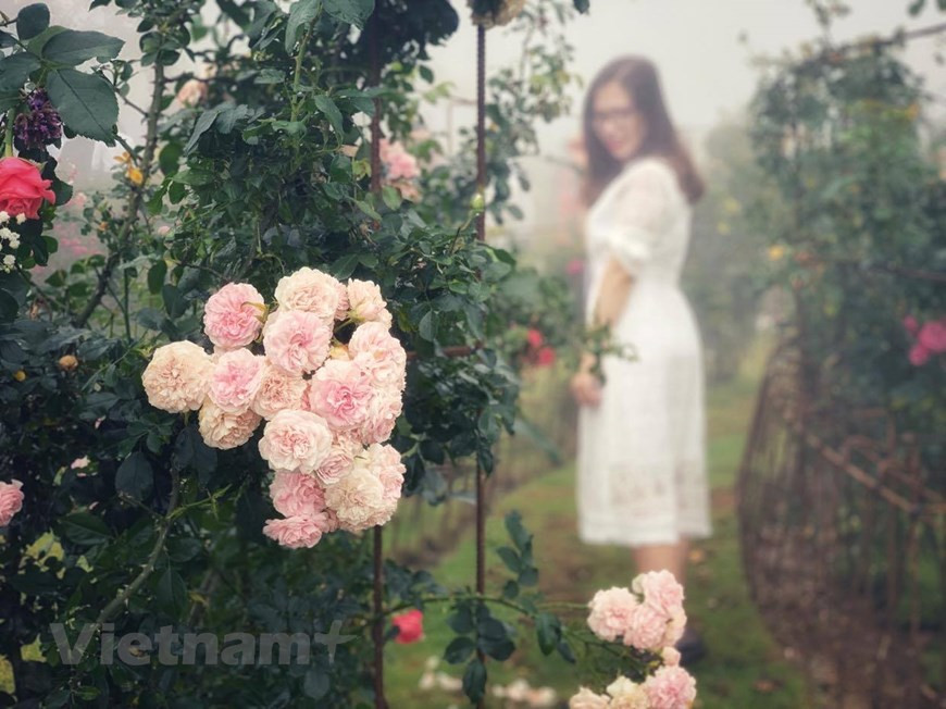 穿行其间，浓郁的花香沁人心脾，令人陶醉。图自越通社