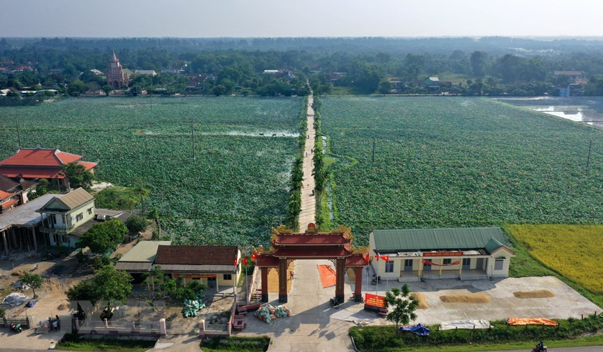 荷花盛开为乡村景色添加色彩。越通社记者 胡求 摄