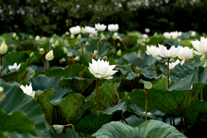 5年前，阮文寿先生把这种白荷花品种从清化省带过来种植。越通社记者 黎富 摄