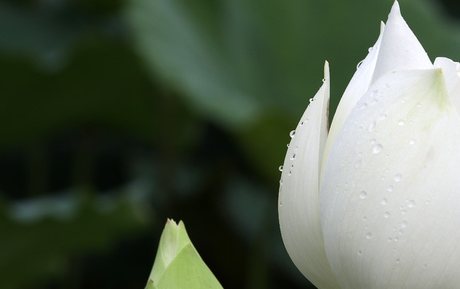 清晨，晶莹剔透的露水在荷花的花瓣上晃动。越通社记者 黎富 摄