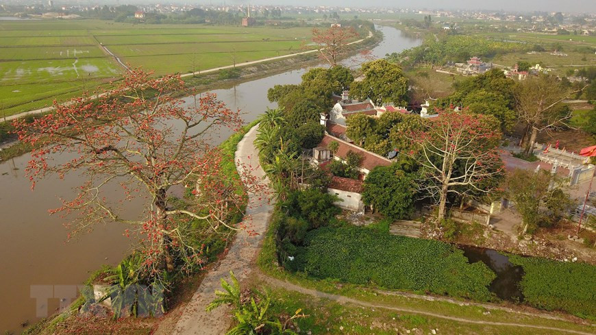 木棉树成为越南乡村十分熟悉的景色。（越通社记者明德 摄）