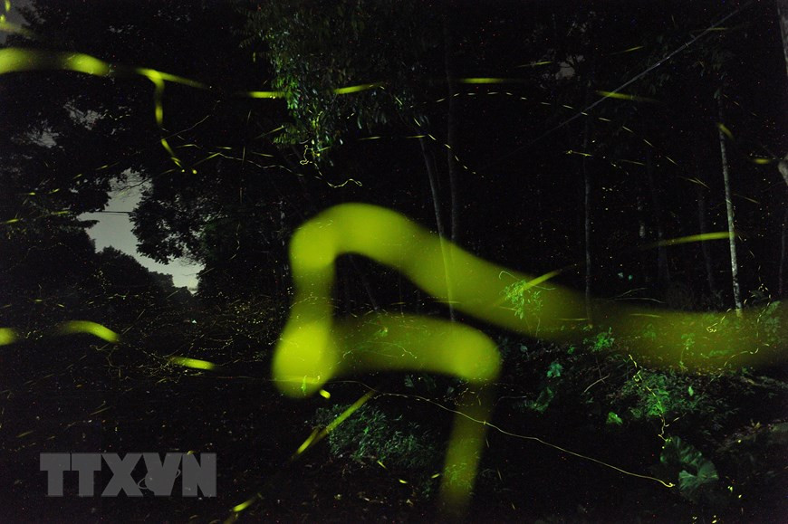 整片树林被萤火虫点缀成一条“星光大道”。越通社记者 明德 摄。