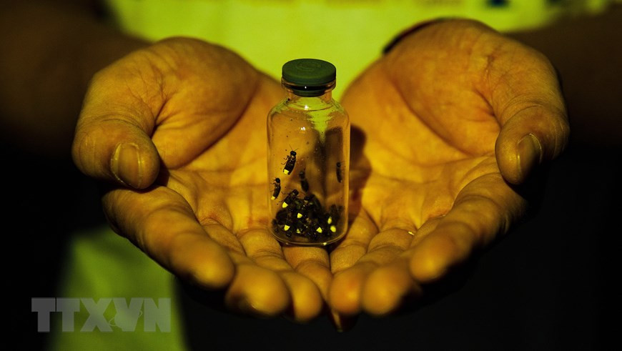 对许多人来说，小时候跟朋友抓捕萤火虫放在玻璃杯或者蛋壳里是非常难忘的记忆。越通社记者 明德 摄。