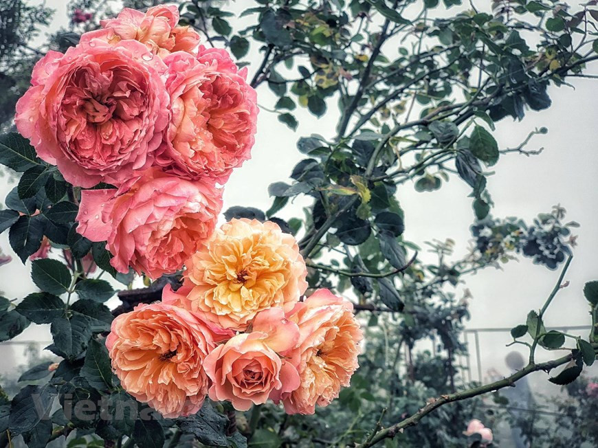 玫瑰花开，漫山遍野的各色玫瑰娇艳浓烈。整个山谷如同一处仙境。图自越通社