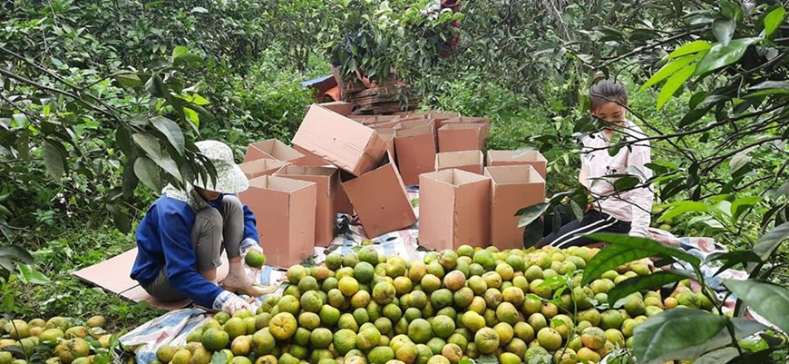 富贵农产公司的员工在果园里包装橙子产品。（图自越通社）