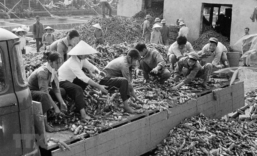 青山木薯加工站在永福省青山县购买木薯。（图自越通社）