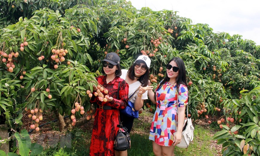 北江省陆岸县硕果累累的荔枝果园成为许多游客拍照留念的好地方。（图自越通社）
