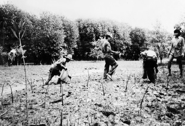 战争结束后，胡志明市冲锋青年参加芹椰红树林恢复项目，力争打造城市“绿肺”。（图自越通社）