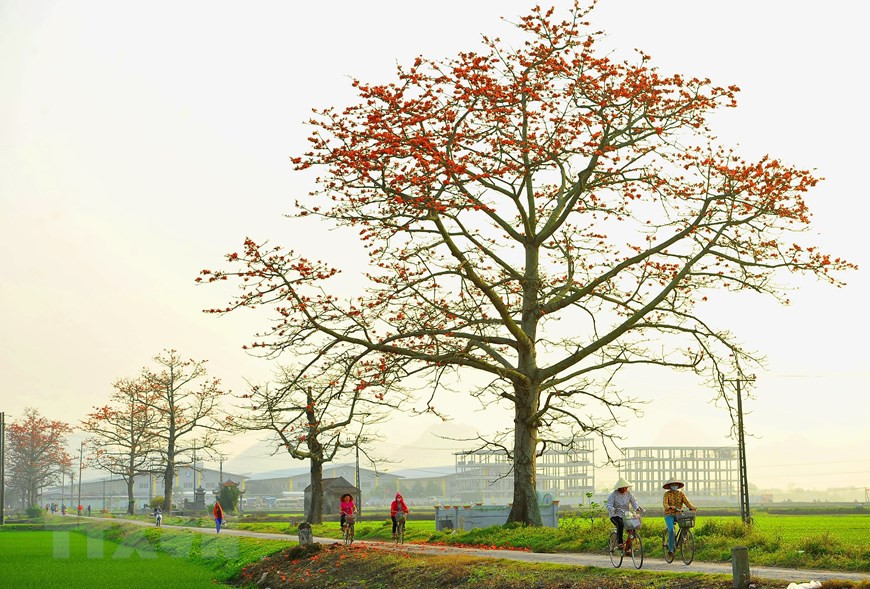 木棉花的盛开象征着最后一次冷空气即将过去，夏天的温暖即将到来。（越通社记者明德 摄）