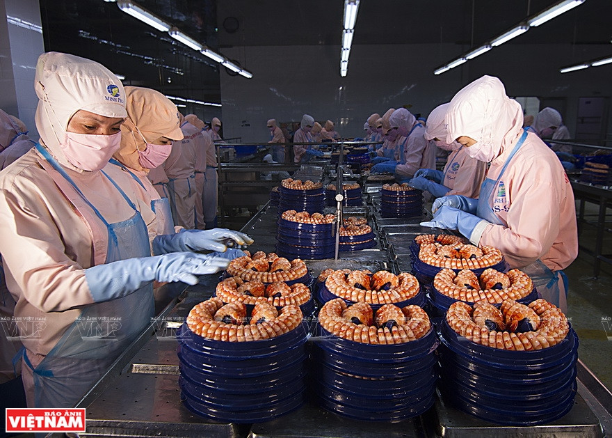 金瓯省现有28个企业的30家加工厂，年均总产量大约20万吨。图自越通社/越南画报