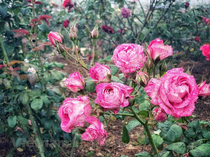 这是太阳世界番西邦山传奇旅游区所创下的第四个记录。图自越通社