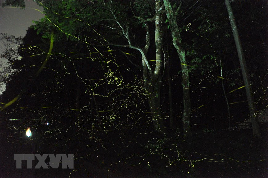 一到晚上，成千上万只萤火虫在树林中嬉戏追逐飞舞。越通社记者 明德 摄。