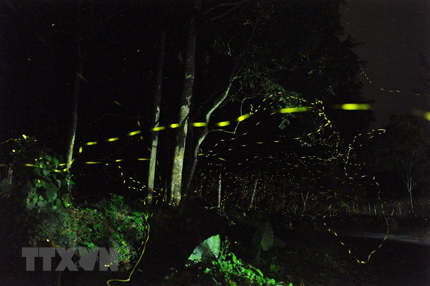 一边在森林中散步一边观赏萤火虫穿梭飞舞将成为游客难忘的体验。越通社记者 明德 摄。