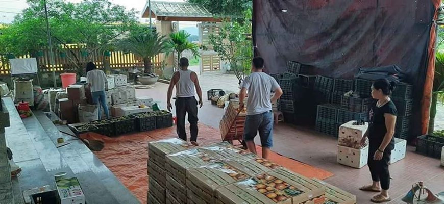 疫情期间，橙子成为仅次于口罩、洗手液的畅销产品。（图自越通社）