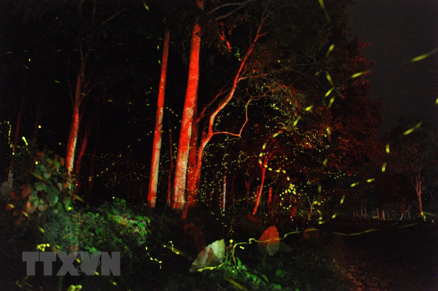 闪闪发光的精灵将黑夜点缀得完美而又浪漫。越通社记者 明德 摄。