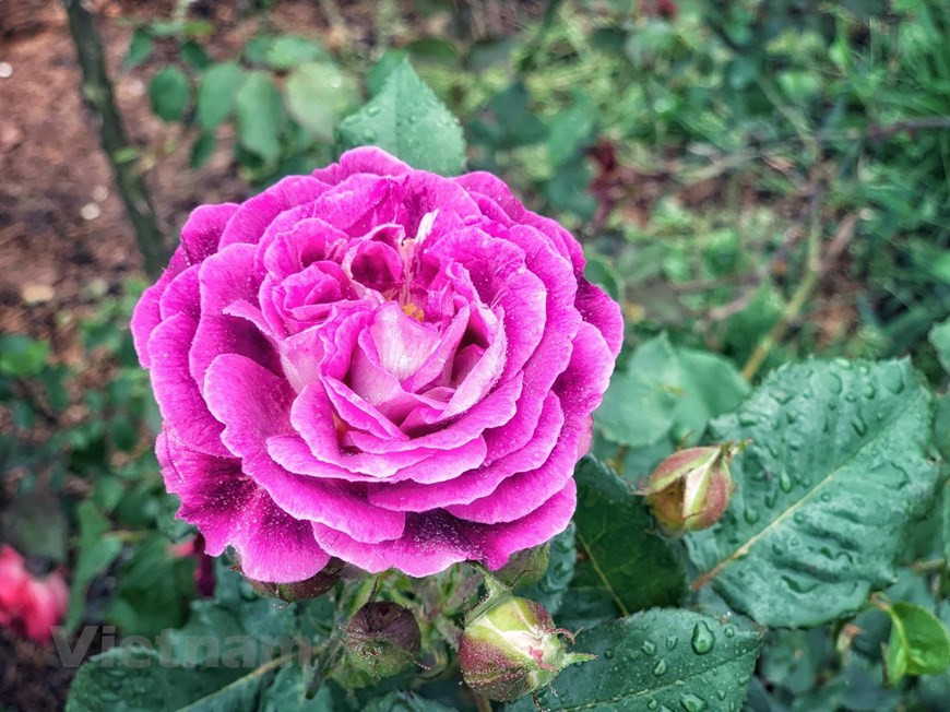 来到这里，漫山遍野的玫瑰便展现在你眼前。图自越通社