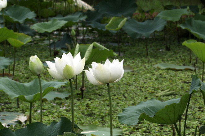 跟其他花种不同，白色荷花纯洁而高雅，清冷脱俗、傲然挺立。越通社记者 黎富 摄