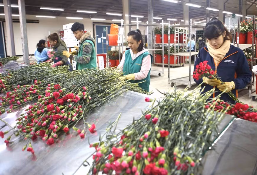 为了实现把20%花卉产量出口到国外市场这一目标，省政府已协助花农获取新种苗。图自越通社