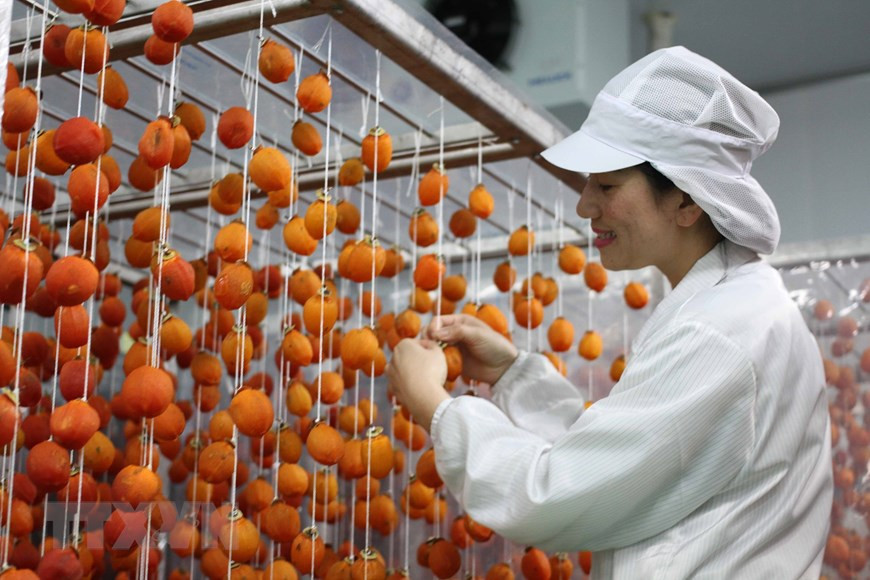 广泰公司的吊柿子生产厂采用日本技术。这是越南最大柿子烘干厂，面积3000多平米，日均产量为5吨。图自越通社