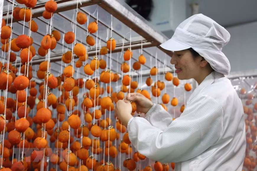 广泰公司的吊柿子生产厂采用日本技术。这是越南最大柿子烘干厂，面积3000多平米，日均产量为5吨。图自越通社