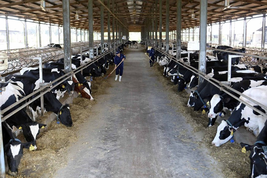 大叻Vinamilk奶牛场共有1600头奶牛，每月鲜奶产量为600吨。图自越通社